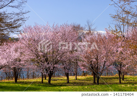 岩手縣岩手郡雫石町:公園內面向御所湖(雫石川上築壩形成的水庫)的草地,背景中有一棵高大的山櫻樹,遠處是湖泊和白雪皚皚的群山。 岩手縣岩手郡雫石町:公園內面向御所湖(雫石川上築壩形成的水庫)的草地,背景中有一棵高大的山櫻樹,遠處是湖泊和白雪皚皚的群山。 141178404