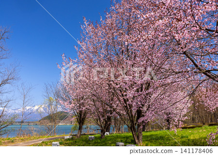 Shizukuishi Town, Iwate District, Iwate Prefecture: A grassy area in a park facing Lake Gosho, a reservoir formed by a dam on the Shizukuishi River, with the lake and Mount Iwate in the background, and a large mountain cherry tree. Shizukuishi Town, Iwate District, Iwate Prefecture: A grassy area in a park facing Lake Gosho, a reservoir formed by a dam on the Shizukuishi River, with the lake and Mount Iwate in the background, and a large mountain cherry tree. 141178406