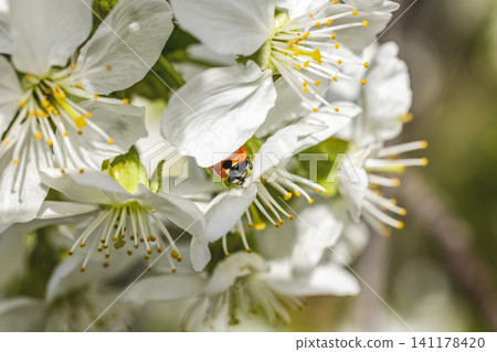 Macro close-up of cherry blossom in the sun Macro close-up of cherry blossom in the sun 141178420