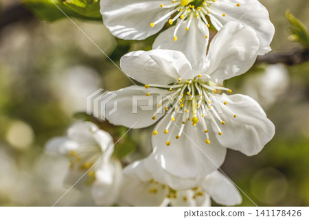 Macro close-up of cherry blossom in the sun Macro close-up of cherry blossom in the sun 141178426