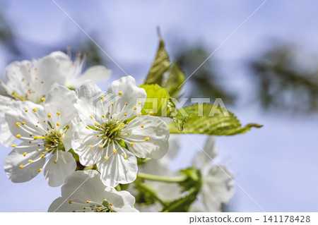Blossoming cherry branch against blue sky Blossoming cherry branch against blue sky 141178428
