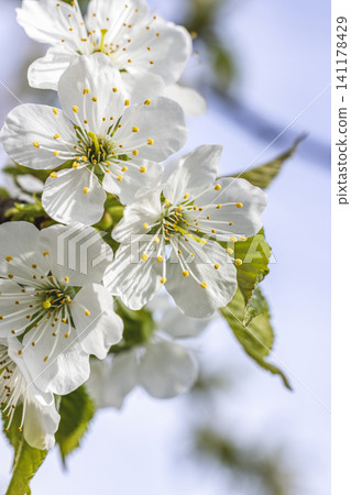 Spring background art with white cherry blossom. Beautiful nature scene with blooming tree and sun flare 141178429
