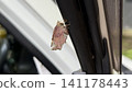 Akaegriva 141178443