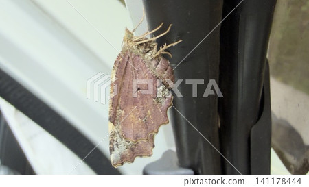 Akaegriva Akaegriva 141178444