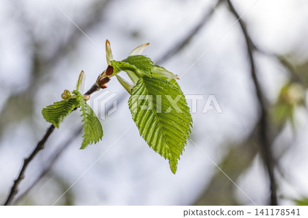 Fresh Ash Tree Leaves on Branch with Blue Sky Background Fresh Ash Tree Leaves on Branch with Blue Sky Background 141178541