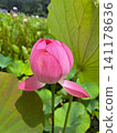 The lotus flower has begun to bloom from its plump bud. 141178636