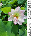Flowered lotus flower 141178637