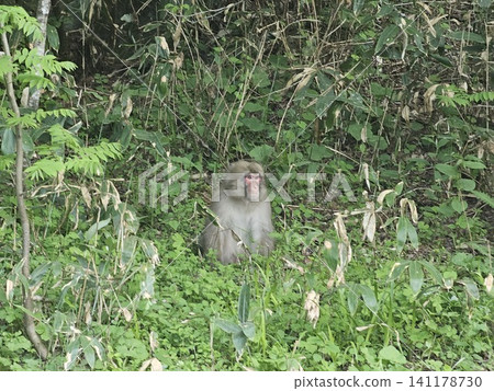 Japanese macaques in the forest Japanese macaques in the forest 141178730