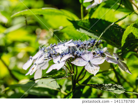 Blue hydrangea 141178780