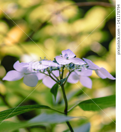 藍色繡球花 藍色繡球花 141178794