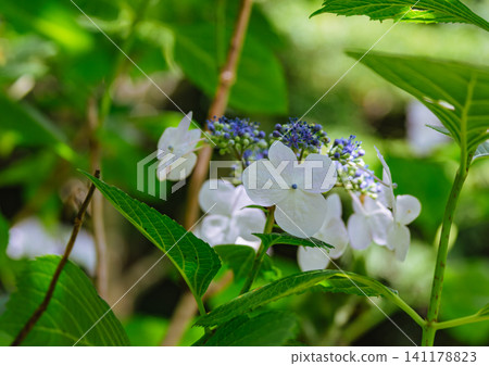 White Hakuji Hydrangea White Hakuji Hydrangea 141178823