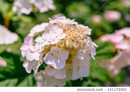 White hydrangeas shining in the spring sunshine 141178902