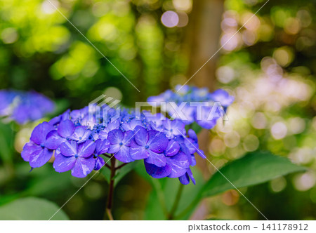 Blue hydrangeas that shine in the spring sunshine Blue hydrangeas that shine in the spring sunshine 141178912