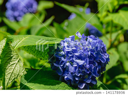 Blue hydrangeas that shine in the spring sunshine Blue hydrangeas that shine in the spring sunshine 141178936