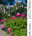 Garden with roses 141179060