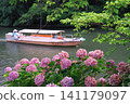 Matsue Castle Moat River Sightseeing Boat and Hydrangeas in July in Matsue City, Shimane Prefecture 141179097