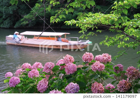 Matsue Castle Moat River Sightseeing Boat and Hydrangeas in July in Matsue City, Shimane Prefecture Matsue Castle Moat River Sightseeing Boat and Hydrangeas in July in Matsue City, Shimane Prefecture 141179097