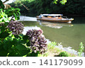 Matsue Castle Moat River Sightseeing Boat and Hydrangeas in July in Matsue City, Shimane Prefecture 141179099