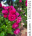 A red rose 141179101