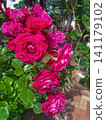 A red rose 141179102
