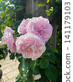 rose flower, pale cream 141179103