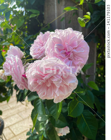 rose flower, pale cream rose flower, pale cream 141179103