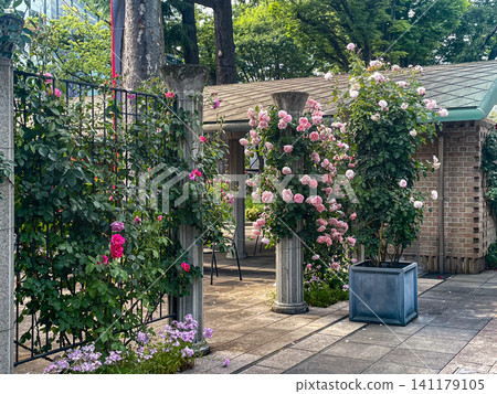 Garden with roses Garden with roses 141179105
