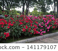Garden with roses 141179107