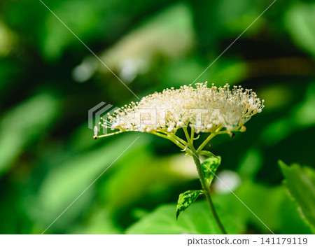 Hydrangeas shining in the spring sunshine 141179119