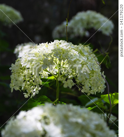 Hydrangeas shining in the spring sunshine Hydrangeas shining in the spring sunshine 141179120