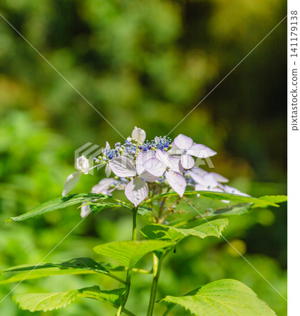 Blue hydrangea Blue hydrangea 141179138