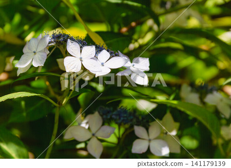 White Hakuji Hydrangea White Hakuji Hydrangea 141179139