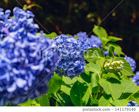 Blue hydrangea Blue hydrangea 141179140