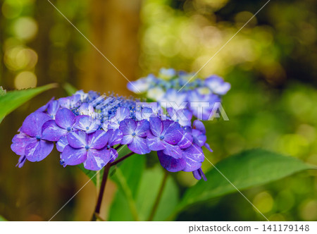 春日陽光下閃耀的繡球花 春日陽光下閃耀的繡球花 141179148