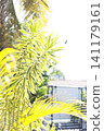 Plants bathed in the morning sun 141179161