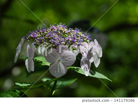 Hydrangeas basking in the spring sunshine Hydrangeas basking in the spring sunshine 141179166