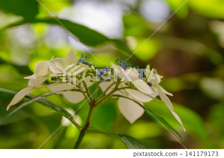 Hydrangeas basking in the spring sunshine 141179173