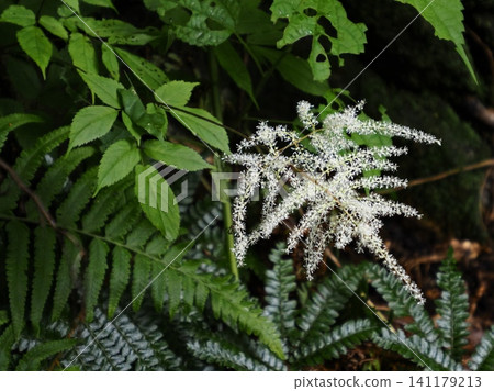 White spikes of Astilbe thunbergii under the trees White spikes of Astilbe thunbergii under the trees 141179213
