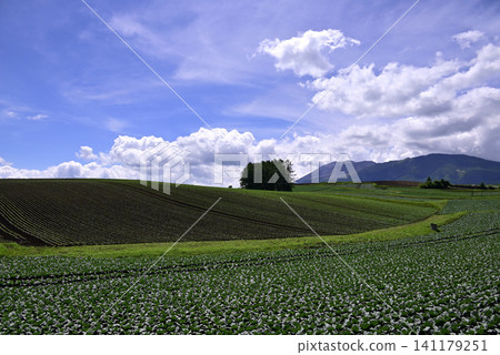 Cabbage fields and larch hills in Tsumagoi Village Cabbage fields and larch hills in Tsumagoi Village 141179251