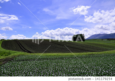 Cabbage fields and larch hills in Tsumagoi Village 141179254