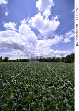 Cabbage field and Mt. Asama 141179258