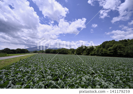 Cabbage field and Mt. Asama 141179259