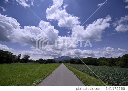 Cabbage field and Mt. Asama Cabbage field and Mt. Asama 141179260