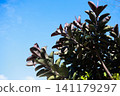 Plants that can withstand the bright blue sky and sunlight of midsummer 141179297