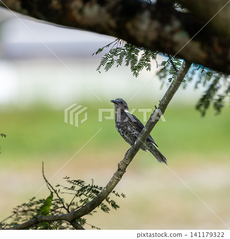 Brown-eared bulbulous on branches of trees 141179322