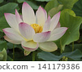 White Lotus Flower 141179386