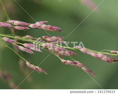 Spikes of Sorghum halepense growing on the riverbank Spikes of Sorghum halepense growing on the riverbank 141179415