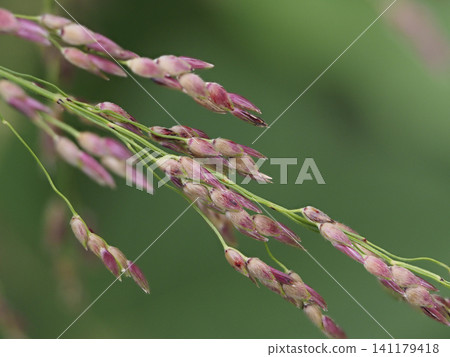 Spikes of Sorghum halepense growing on the riverbank Spikes of Sorghum halepense growing on the riverbank 141179418