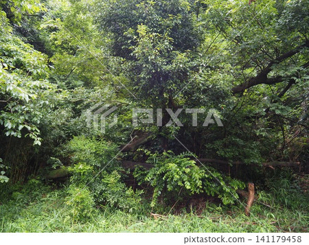 Tree that fell by typhoon 141179458