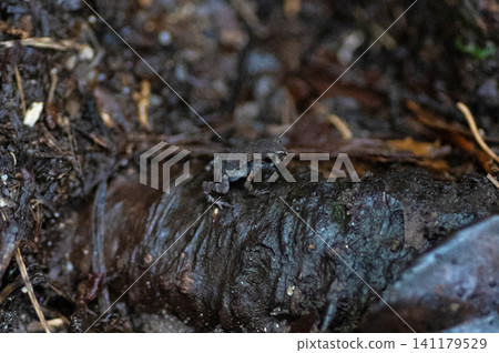 一隻小蟾蜍正在攀登霍曼山 一隻小蟾蜍正在攀登霍曼山 141179529